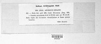 Uromyces geranii image
